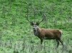 Red Deer
